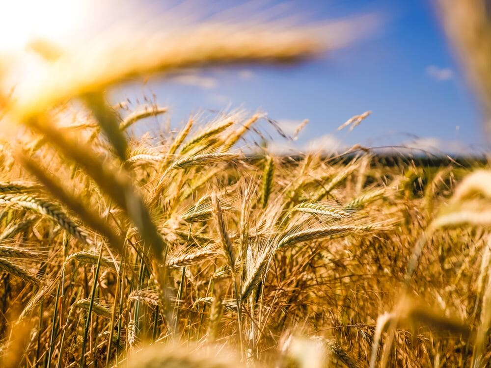 Perspectivas laborales para tractoristas agrícolas