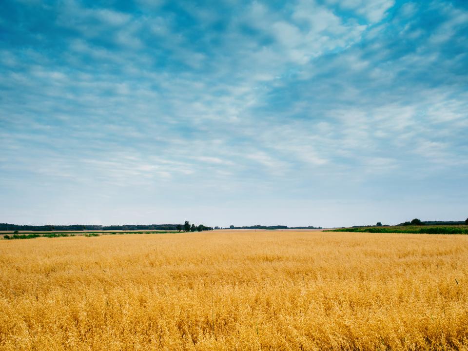 Desarrollo de la agricultura: Un pilar fundamental para el crecimiento económico